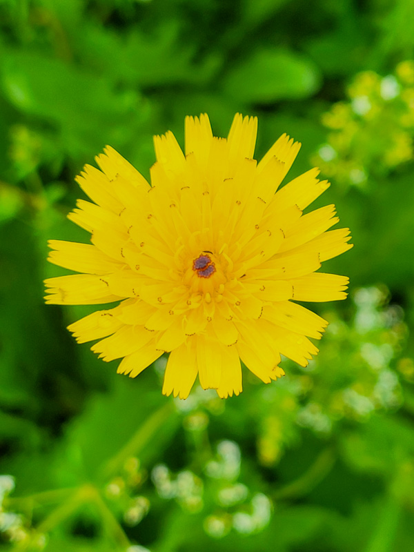 flora & fauna in Silz, Tirol